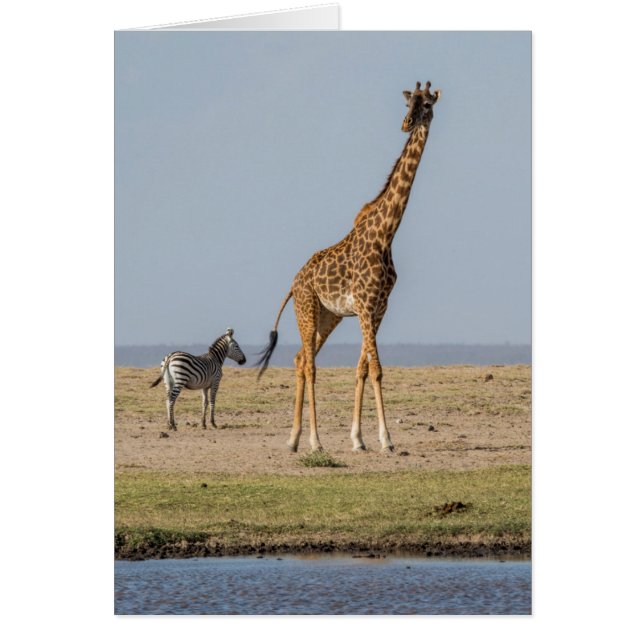 Cartão Girafa junto a um poço de água (Frente)