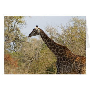 Cartão Girafa sul-africana
