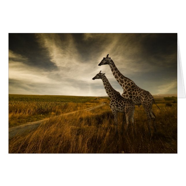 Cartão Girafas e a paisagem (Frente Horizontal)