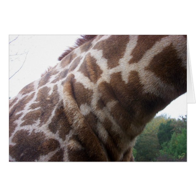 Cartão Giraffe Neck (Frente Horizontal)