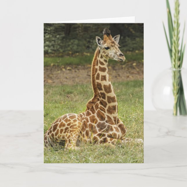 Cartão Giraffe Wildlife (Frente)