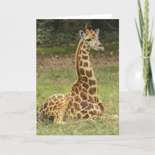Cartão Giraffe Wildlife