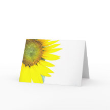 Girassóis da primavera