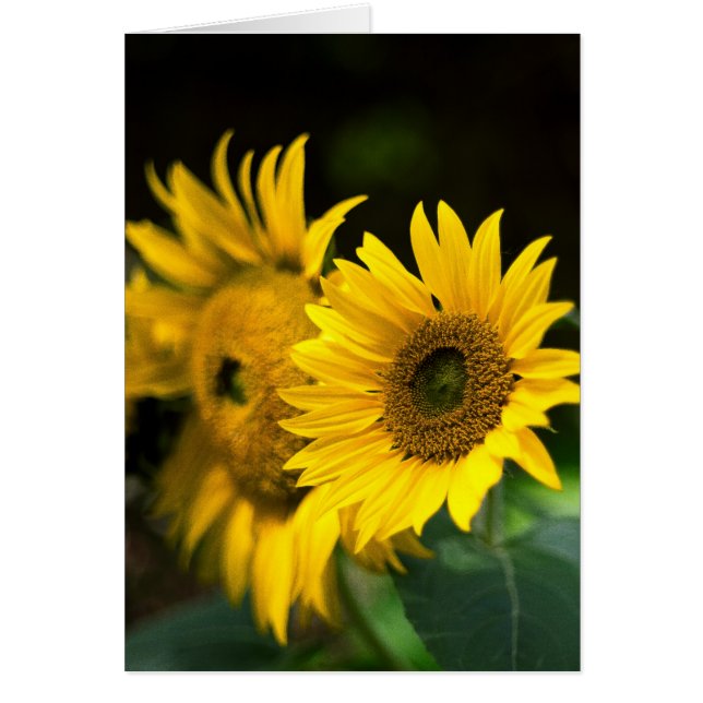 Cartão girassóis encharcando o sol. (Frente)