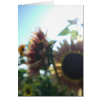 Cartão Girassóis vermelhos em um dia ensolarado