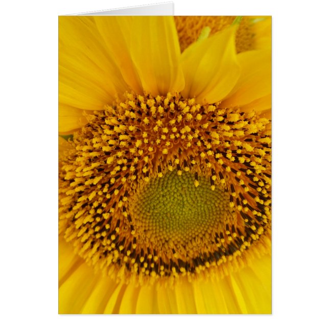 Cartão girassol (Frente)