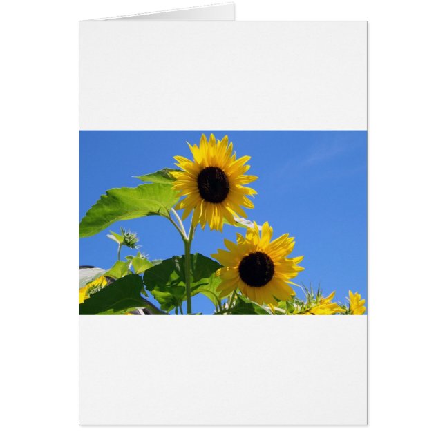 Cartão Girassol (Frente)