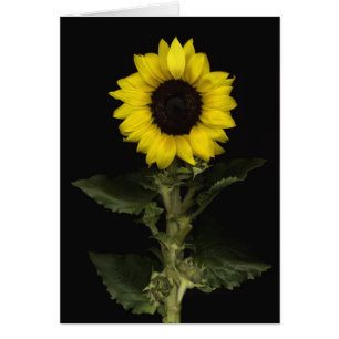 Cartão Girassol 11