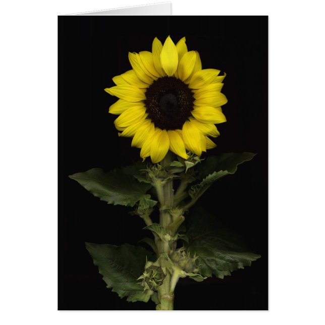 Cartão Girassol 11 (Frente)