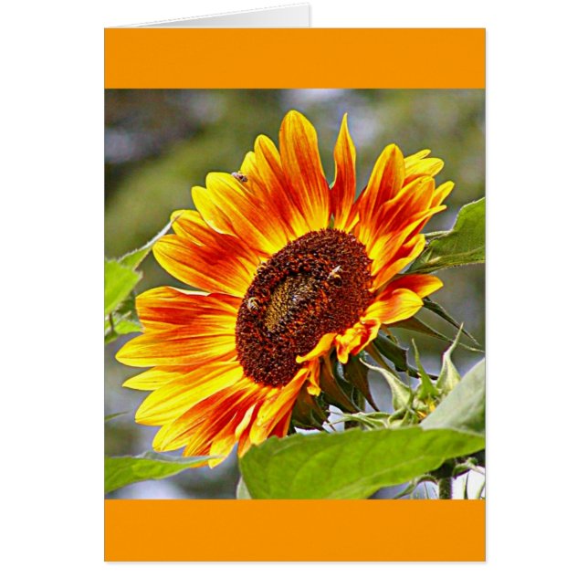 Cartão Girassol & abelhas (Frente)