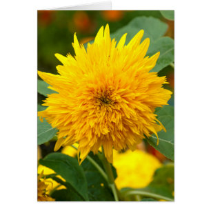 Cartão Girassol Antes do Bloom