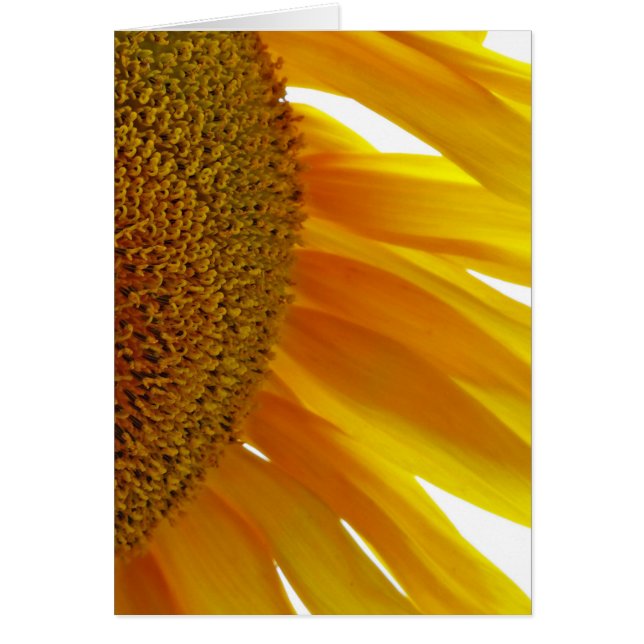 Cartão Girassol com mamangabas (Frente)