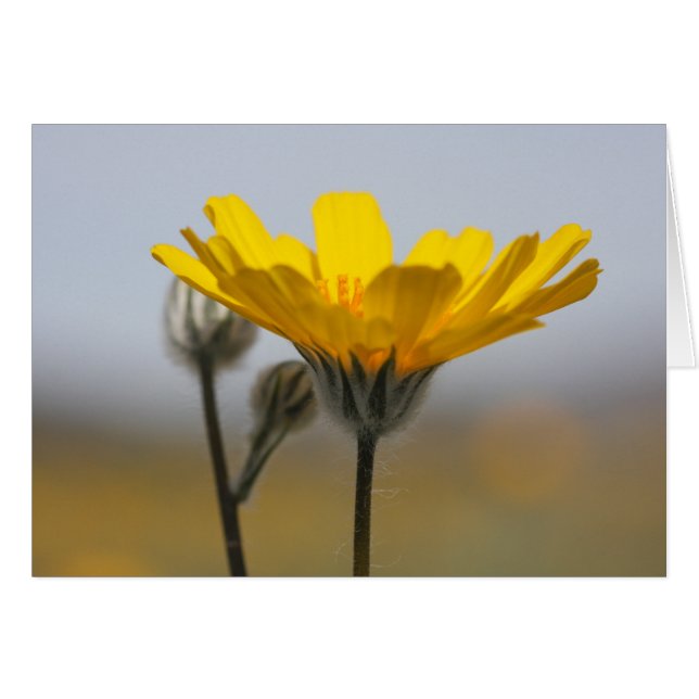 Cartão Girassol da duna do deserto (Frente Horizontal)