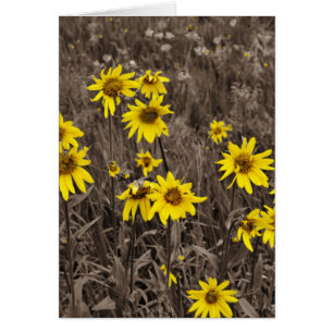 Cartão Girassol na Montanha Rochosa