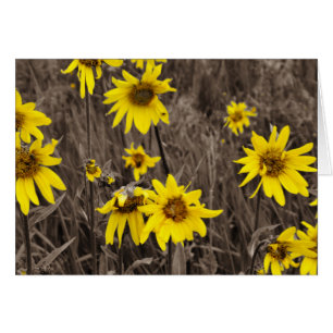 Cartão Girassol na Montanha Rochosa