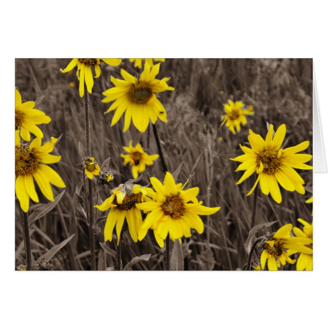 Cartão Girassol na Montanha Rochosa (Frente Horizontal)