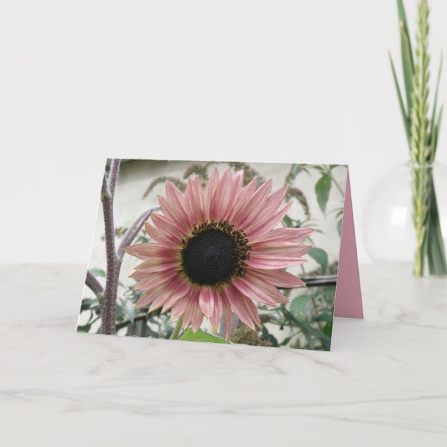 Cartão Girassol Rosa Pálido Se Personaliza Muito Em Breve (Frente)