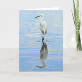 Cartão - giro do egret nevado