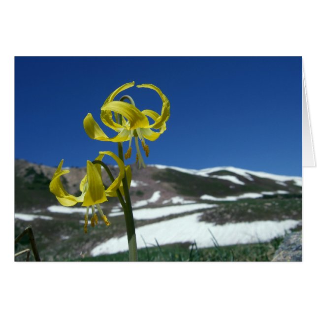 Cartão Glacier Lily (Frente horizontal)