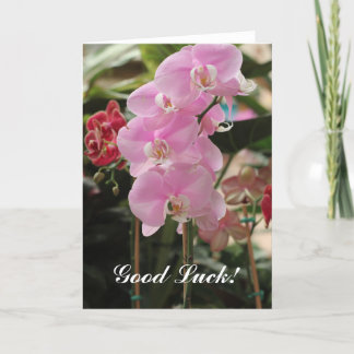 Cartão Glândulas de Orquídea Rosa