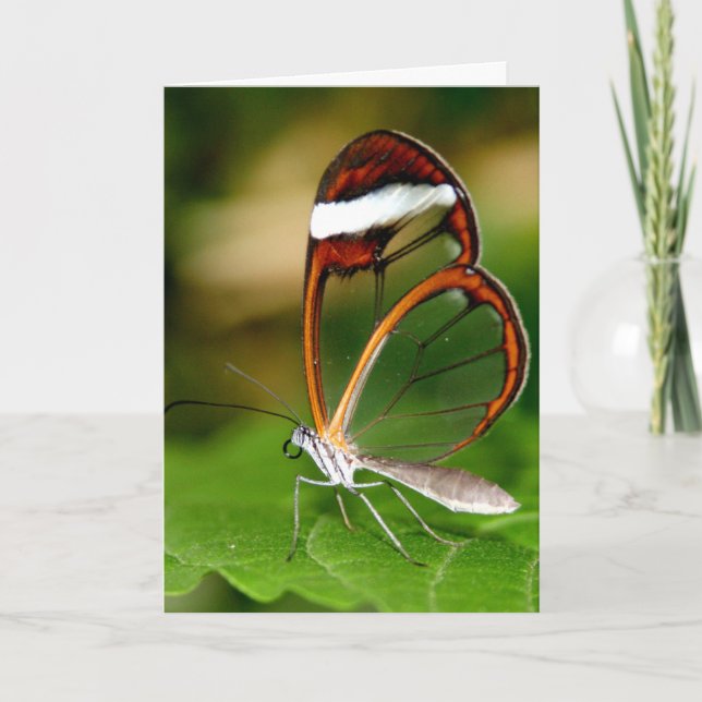 Cartão Glass Wing (Frente)