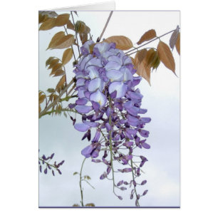 Cartão Glicínias