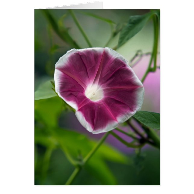 Cartão Glória da Manhã (Frente)