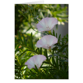 Cartão Glória da Manhã