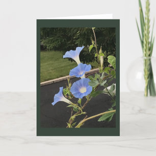 Cartão Glória da Manhã Cascata Azul em Branco 