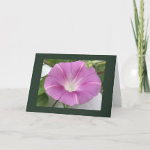 Glória da Manhã Charm Rosa em Branco