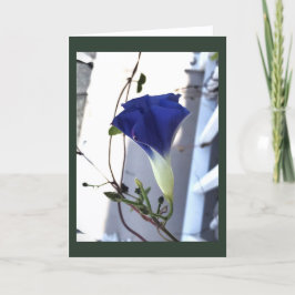 Cartão Glória-da-manhã Indigo Swirl em Branco
