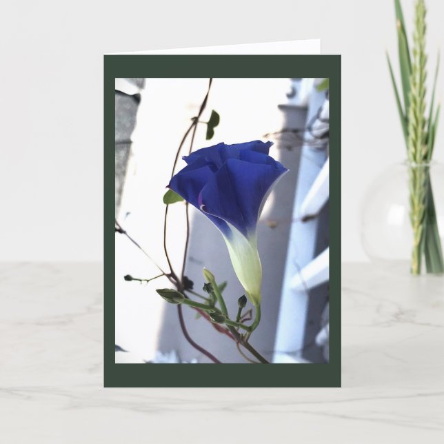 Cartão Glória-da-manhã Indigo Swirl em Branco (Frente)