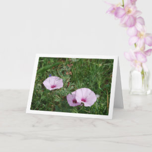 Cartão Glória-da-manhã Lilás, Trepadeira Malva Flores Sil
