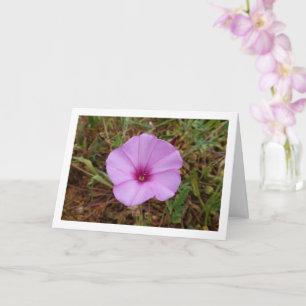 Cartão Glória-da-manhã Roxa, Flor Silvestre de Ipomoea