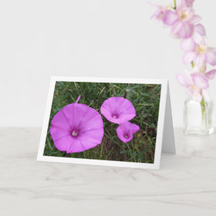 Cartão Glória-da-manhã Roxa, Malva Trepadeira Flores Silv