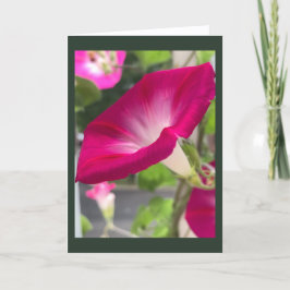 Cartão Glória-da-manhã Vermelho Rubi em Branco 