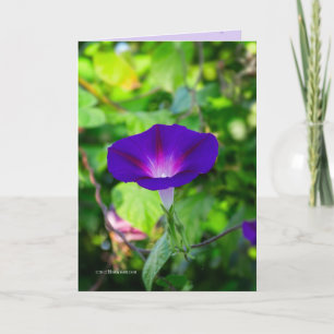 Cartão Glorioso Solo