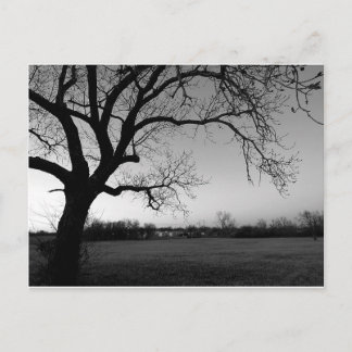 Cartão Gnarled da árvore