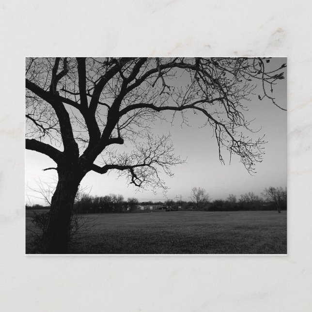 Cartão Gnarled da árvore (Frente)