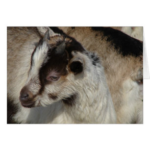 Cartão Goat Kid
