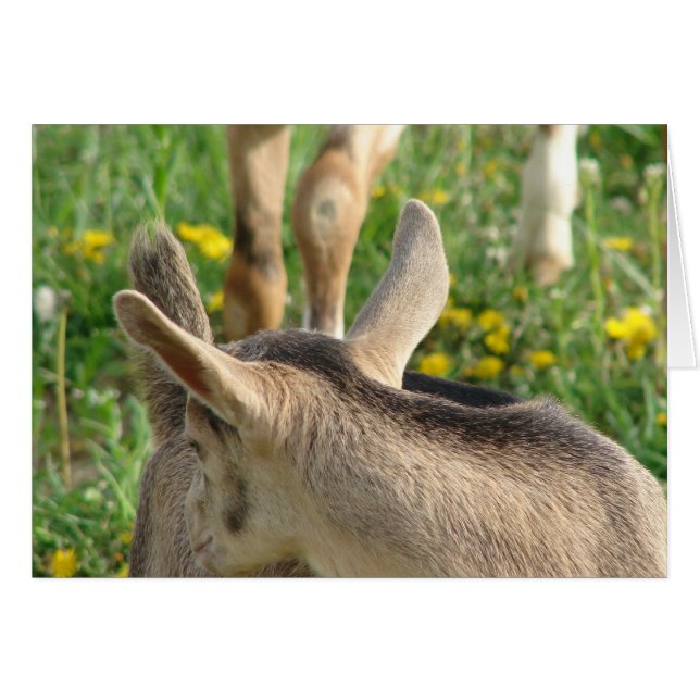 Cartão Goat Kid (Frente Horizontal)