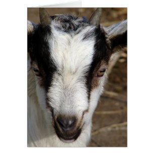 Cartão Goat Kid