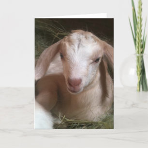 Cartão Golden goat kid greeting card