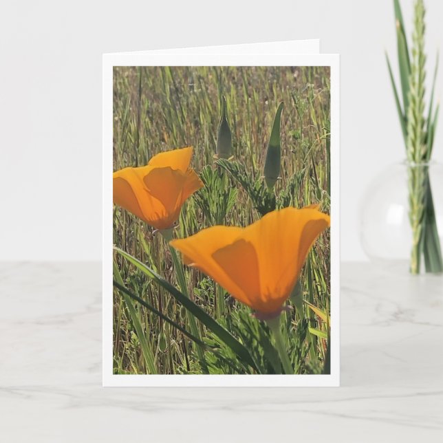 Cartão Golden Poppies (Inside Blank) (Frente)