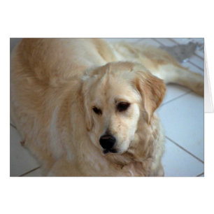 Cartão Golden retriever