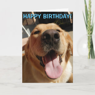 Cartão Golden Retriever birthday card