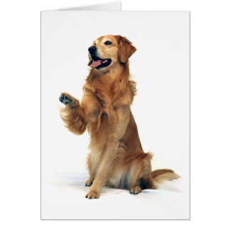 Cartão Golden retriever de ondulação