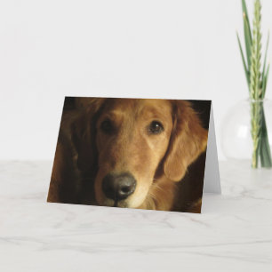 Cartão Golden Retriever Fabulous Face Greeting Card