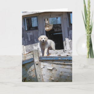 Cartão Golden Retriever Puppy on an Abandoned Tugboat