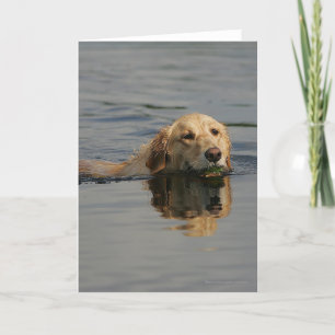 Cartão Golden Retriever Swimming
